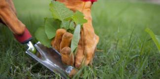 Cara membasmi dandelion di taman Anda Alat pengendalian gulma mekanis