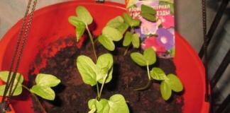 Ipomoea: cultivation, planting, care Ipomoea tricolor planting and care