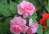 Градински балсам - засаждане и размножаване, отглеждане и грижи, снимки на сортове Стайни цветя Балсам грижи и болести