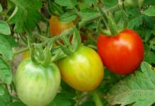 Como acelerar o amadurecimento do tomate em casa?