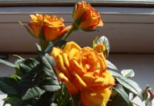 Кімнатна троянда – догляд у домашніх умовах, підготовка ґрунту, правила поливу та підживлення, боротьба з хворобами