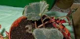 Begonia mengering dan layu.  Mengapa?  Mengapa daun begonia mengering dan apa yang harus dilakukan?