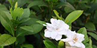 Gardenia jasmine care at home propagation how to replant after purchase Gardenia jasmine care at home