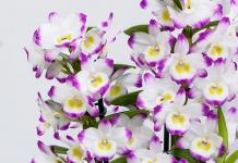 Um die Dendrobium-Orchidee mit ihrer Blüte glücklich zu machen, lernen wir, wie man sie pflegt Dendrobium nobile weiß Pflege