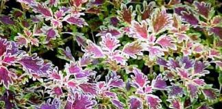 Coleus (54 photos): a variegated plant for decorating your home and garden
