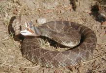 Местообитание на гърмяща змия