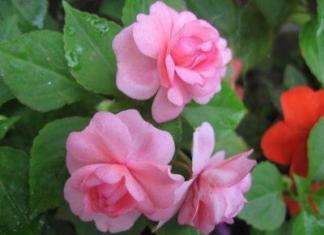 Vrtni balzam - sadnja i razmnožavanje, uzgoj i njega, fotografije sorti Njega balzama za sobno cvijeće i bolesti