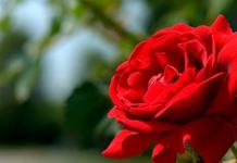 Why do red roses dream? It means red roses in a dream