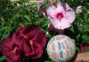 Flor de hibisco: cultivo, cuidado e foto