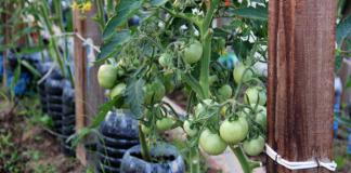 Methods for gartering a tomato in a greenhouse How to secure a wire in a greenhouse
