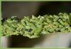 Cila është sëmundja e piperit, nëse gjethet e specit dredhojnë, zverdhen, zbardhen, bien pllaka në gjethe, gjethe dhe vezore