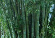 Bambus zu Hause anbauen