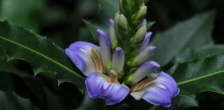 Majestic acanthus: planting and care, reproduction