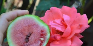 Como escolher o melão doce maduro certo, determinar a maturação no jardim, vídeo Como verificar se um melão está maduro