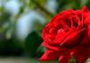 Prečo snívajú červené ruže?To znamená červené ruže vo sne