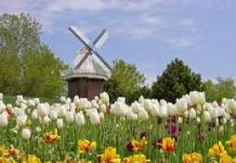Ancient windmills in the village of Kinderdijk (Netherlands)