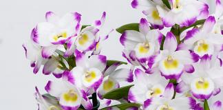To make the dendrobium orchid happy with its flowering, we learn how to care for it Dendrobium nobile white care