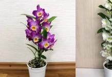 Dendrobium orchid: home care, growing features