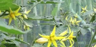 Barren flower on tomatoes in a greenhouse