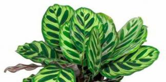 Shade-loving indoor plants: which flowers do not need bright light