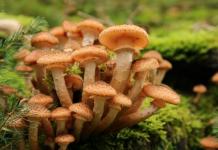 Com que rapidez os cogumelos crescem depois da chuva?