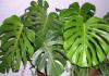 Monstera flower: photo, propagation, care at home Growing monstera at home