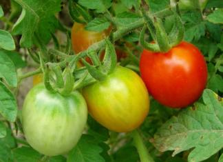 Como acelerar o amadurecimento do tomate em casa?