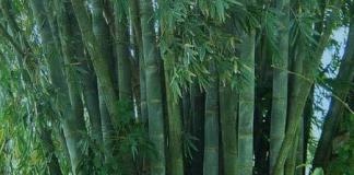 Rritja e bambusë në shtëpi
