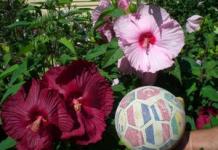 Floare de hibiscus: cultivare, îngrijire și fotografie
