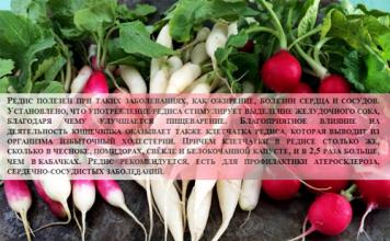 Radish and radish tops: composition, calorie content, health and beauty benefits and harms