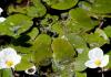 النباتات المائية للبركة - نصيحة احترافية حول اختيار أفضل النباتات لتنظيف البرك