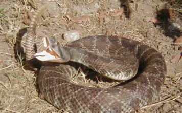habitat ular derik