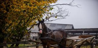 Carruagens puxadas por cavalos: como chamamos e descrevemos