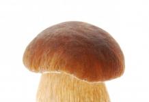 Через сколько часов вырастают грибы