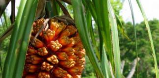 Pandanus care at home, watering, replanting and pruning Photo gallery: typical mistakes made when growing pandanus