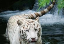 Tigre é o maior gato