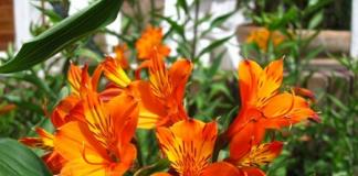Alstroemeria - growing “Peruvian lily” in open and protected ground Features and description of alstroemeria