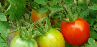 Как да ускорите узряването на доматите у дома?