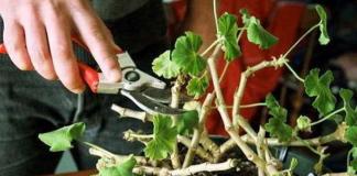 Royal geranium: pemangkasan untuk pembungaan yang subur, perawatan dan perbanyakan di rumah