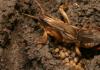 Вред от майского жука и способы борьбы с ним Большая коричневая личинка в земле