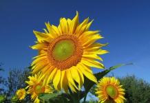 Bunga matahari - budidaya, khasiat bermanfaat dan kontraindikasi