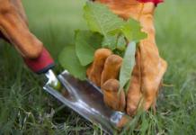 Cara membasmi dandelion di taman Anda Alat pengendalian gulma mekanis