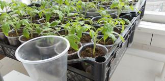 Mudas de tomate crescem mal após a colheita: principais causas do problema e métodos de reanimação de mudas