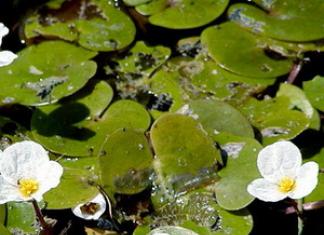 Водные растения для пруда — профессиональные советы по выбору Лучшие растения для очистки водоемов