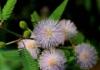 Mimosa pudica zu Hause: Wachstum und Pflege Wie heißt eine Blume, die sich bei Berührung schließt?