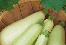 Zucchini im Freiland anbauen: Ein Leitfaden für Gärtneranfänger. Vergessen Sie nicht die Düngung und Bestäubung