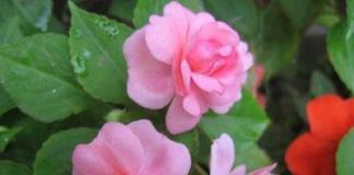 Бальзамин садовый – посадка и размножение, выращивание и уход, фото сортов Комнатные цветы бальзамин уход и болезни